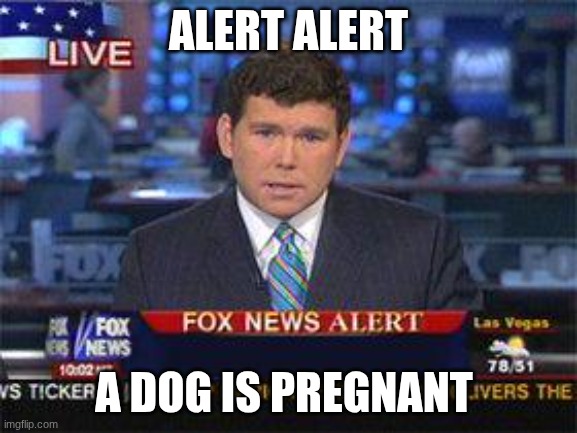 doggy | alert alert; a dog is pregnant | image tagged in fox news alert | made w/ Imgflip meme maker