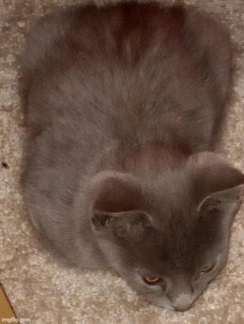 Loaf | made w/ Imgflip meme maker