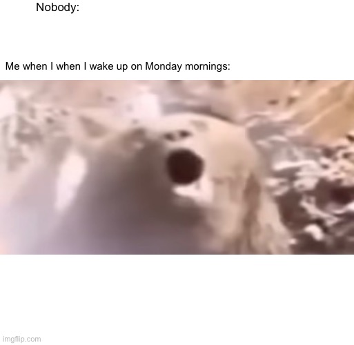 Angry Bear Woken Up (Everybody Hates Monday Mornings!) | Nobody:; Me when I when I wake up on Monday mornings: | image tagged in memes,funny,i hate mondays,fun | made w/ Imgflip meme maker