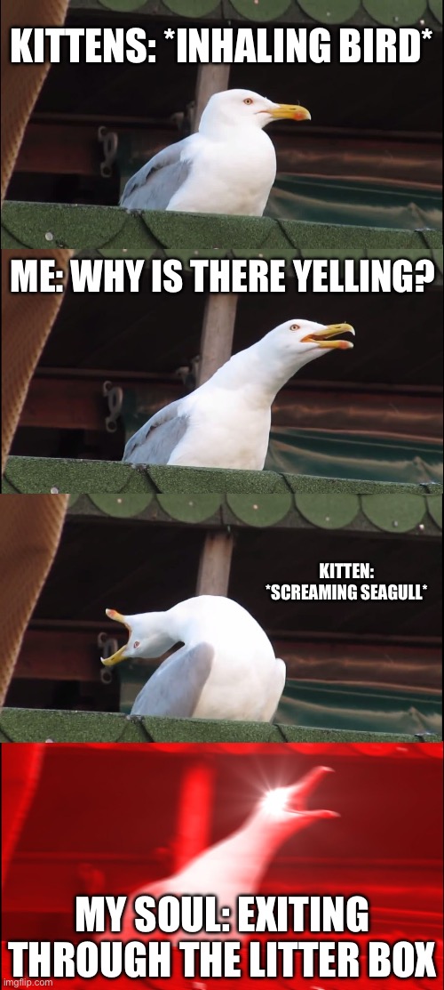 bruh | Kittens: *inhaling bird*; Me: why is there yelling? Kitten: *screaming seagull*; My soul: exiting through the litter box | image tagged in memes,inhaling seagull | made w/ Imgflip meme maker