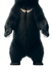 Bear bod Blank Meme Template