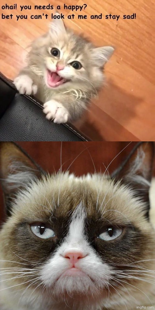 Miss Grump Can | image tagged in cats,grumpy cat,kittens,cute kittens,happy sad,bet | made w/ Imgflip meme maker