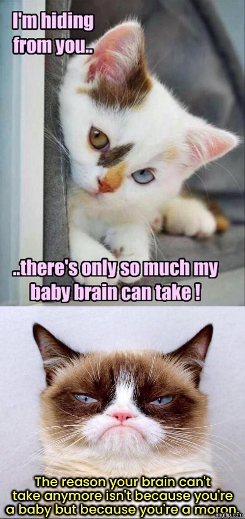 Mean Old Miss Grump | The reason your brain can't take anymore isn't because you're a baby but because you're a moron. | image tagged in cats,grumpy cat insults,cute kitten,kittens,moron,grumpy cat | made w/ Imgflip meme maker