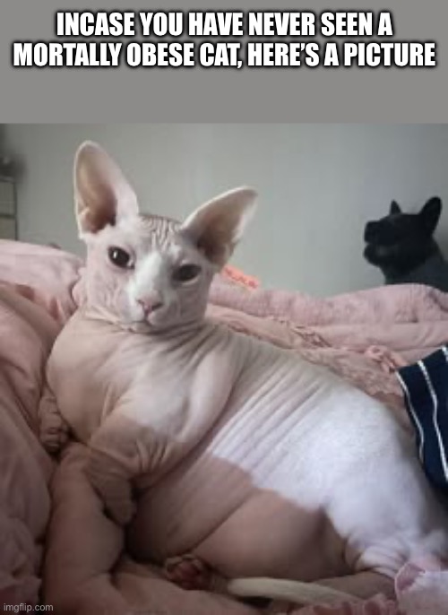 Hairless cat | Incase you have never seen a mortally obese cat, here’s a picture | image tagged in hairless,fat cat | made w/ Imgflip meme maker