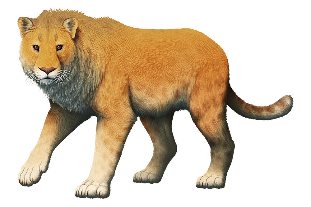American Lion Blank Meme Template