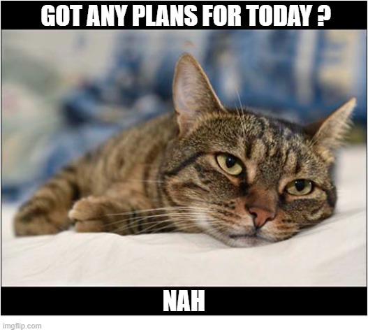 A Truely Indifferent Cat | Got any plans for today ? Nah | image tagged in cats,indifferent,no plans | made w/ Imgflip meme maker
