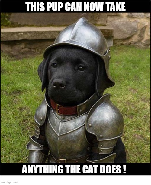 Extreme Precautions Are Necessary ! | this pup can now take; Anything the cat does ! | image tagged in dogs,puppy,labrador,armour,cat | made w/ Imgflip meme maker