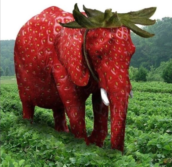 Strawberry Elephant Blank Meme Template