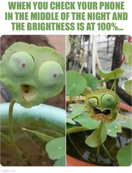 That’s not a fun thing | When you check your phone 
in the Middle of the night and 
the brightness is at 100%… | image tagged in repost,weird plant,check your phone,middle of the night,brightness,100 percent | made w/ Imgflip meme maker