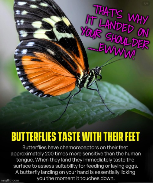 It's NOT a sign of transcendent love from the universe? | That's why it landed on your shoulder
.......ewww! | image tagged in butterlies,bugs,not a sign from the universe | made w/ Imgflip meme maker