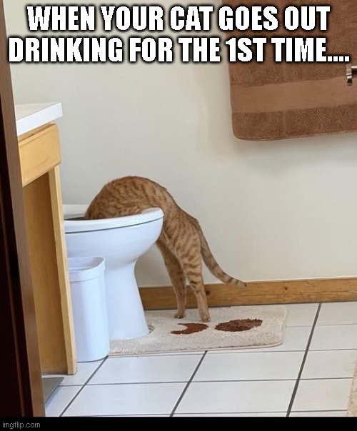 when your cat goes out drinking for the 1st time.... | image tagged in funny memes,funny meme | made w/ Imgflip meme maker