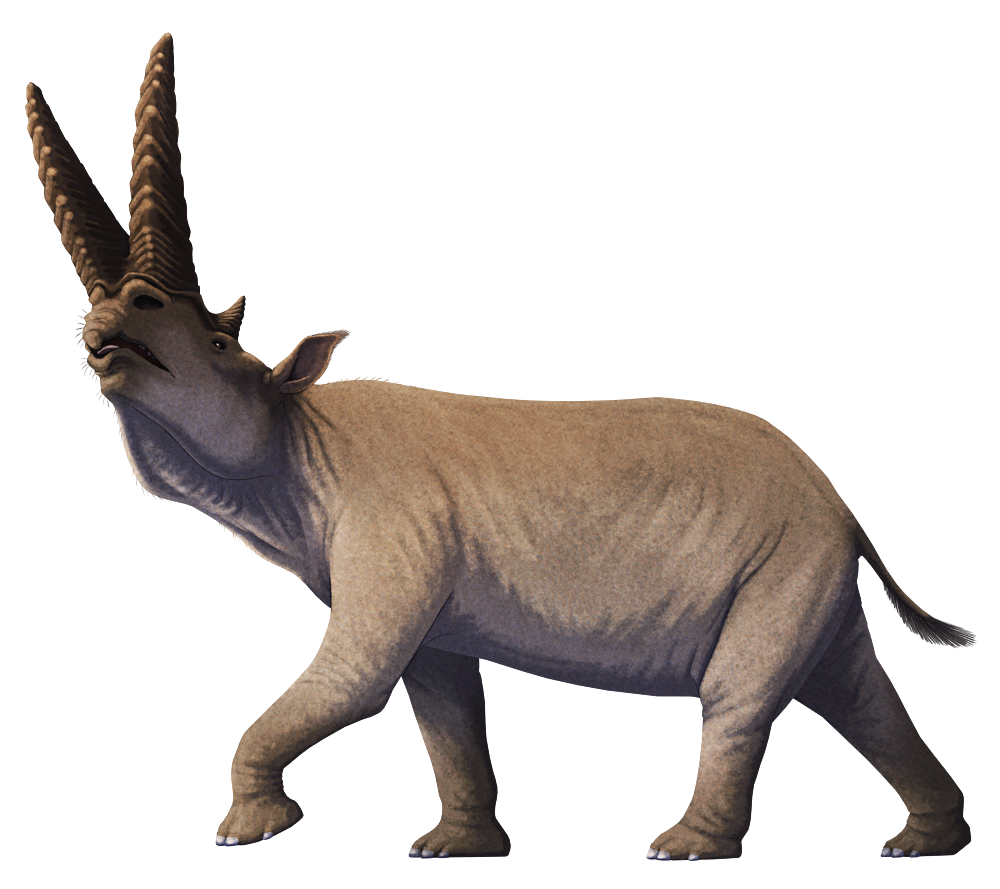 Arsinoitherium Blank Meme Template