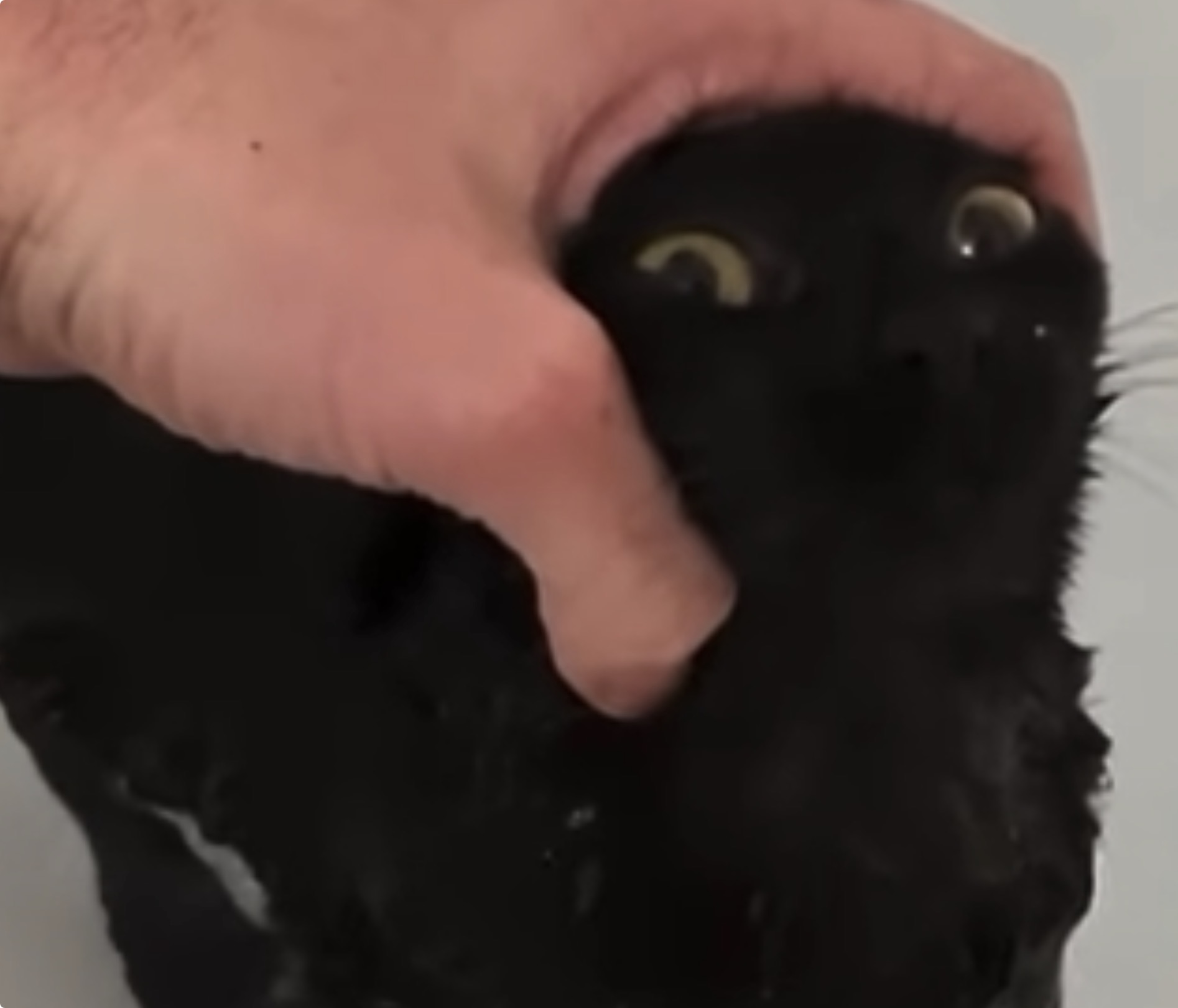 Kitty grab Blank Meme Template