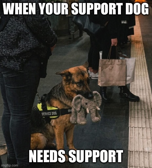 Teddy Bear Support | When your support dog; Needs support | image tagged in img_6248 jpeg,support,dog,teddy bear | made w/ Imgflip meme maker