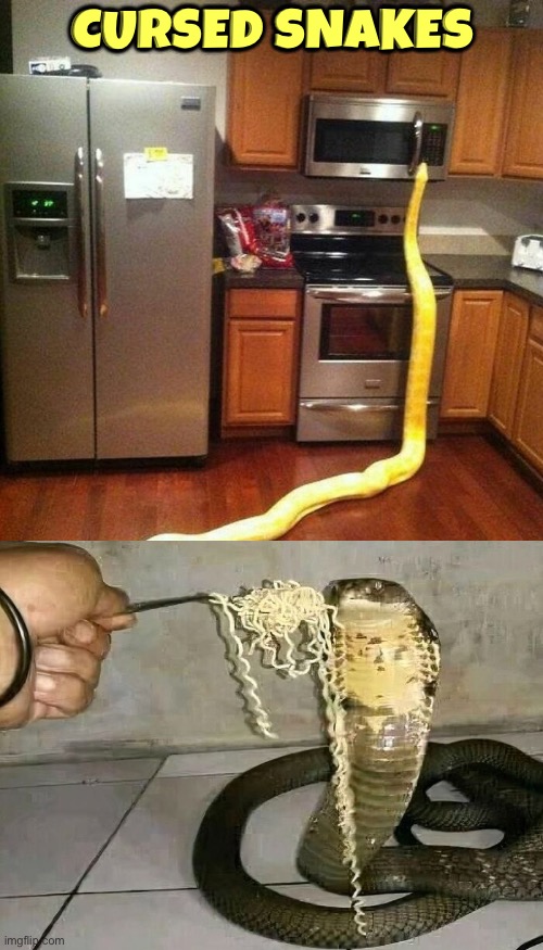 Cursed Snakes | Cursed snakes | image tagged in cursed images,snakes,ramen,cobra,python,excuse me wtf | made w/ Imgflip meme maker