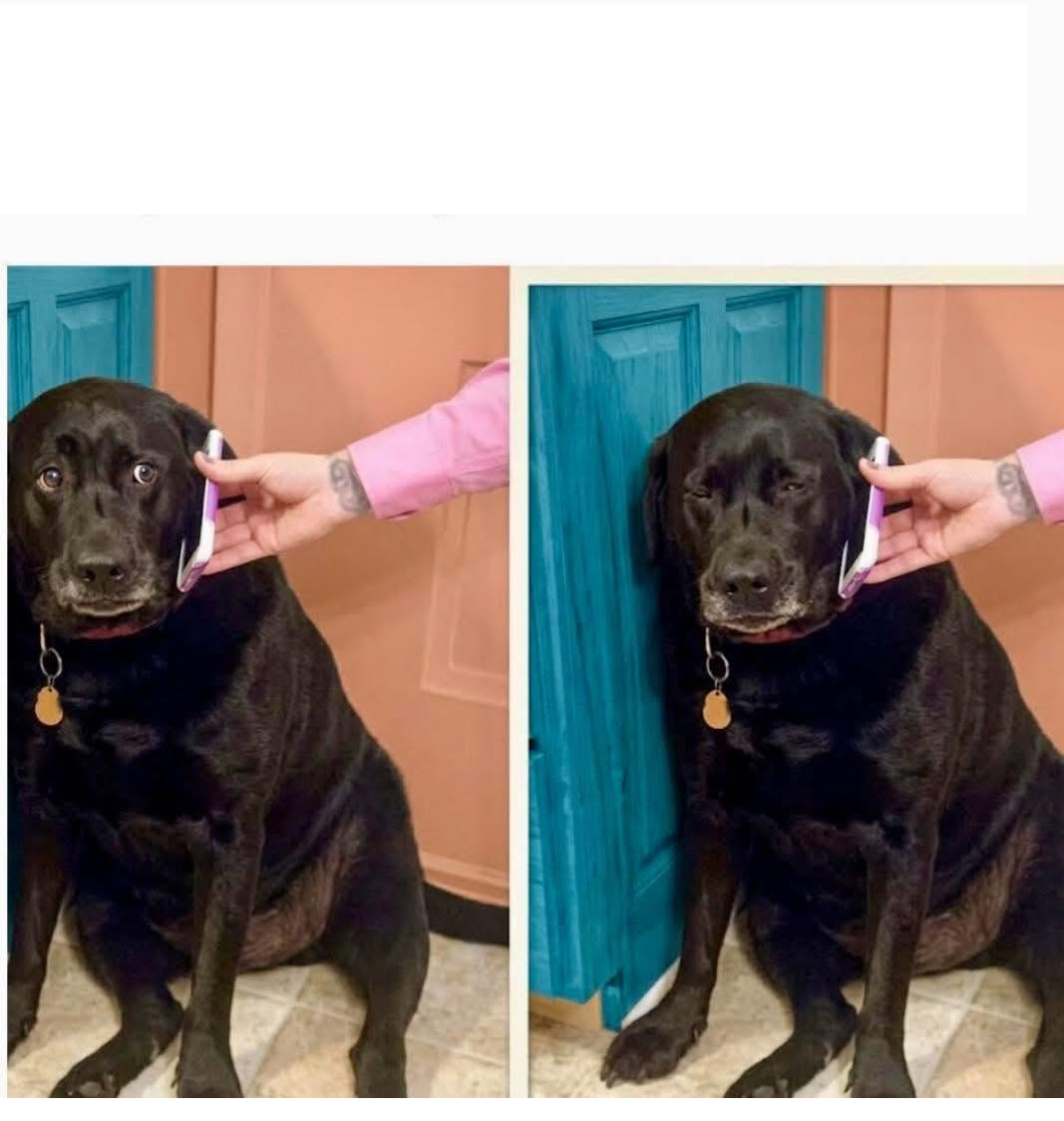 Dog phone cringe Blank Meme Template