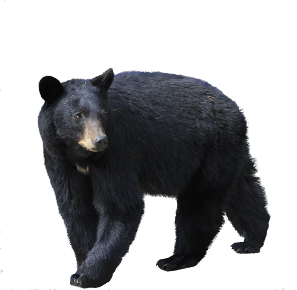 Black bear Blank Meme Template