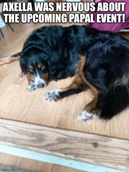 Nervous Dog | Axella was nervous about the upcoming papal event! | image tagged in img_6118 jpeg | made w/ Imgflip meme maker