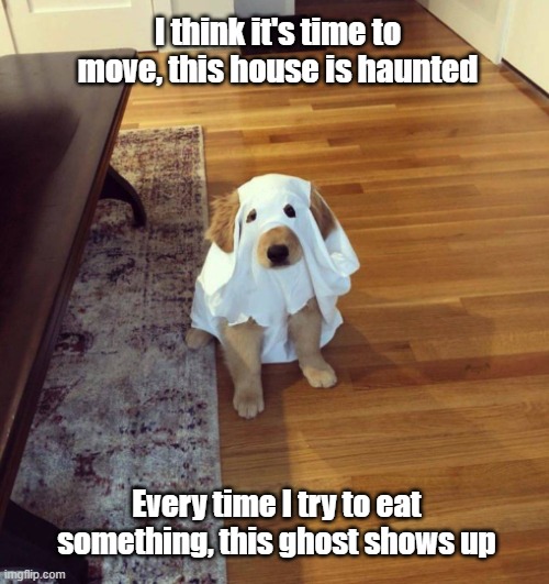 Haunted House | I think it's time to move, this house is haunted; Every time I try to eat something, this ghost shows up | image tagged in dogs,haunted,ghost,scary | made w/ Imgflip meme maker