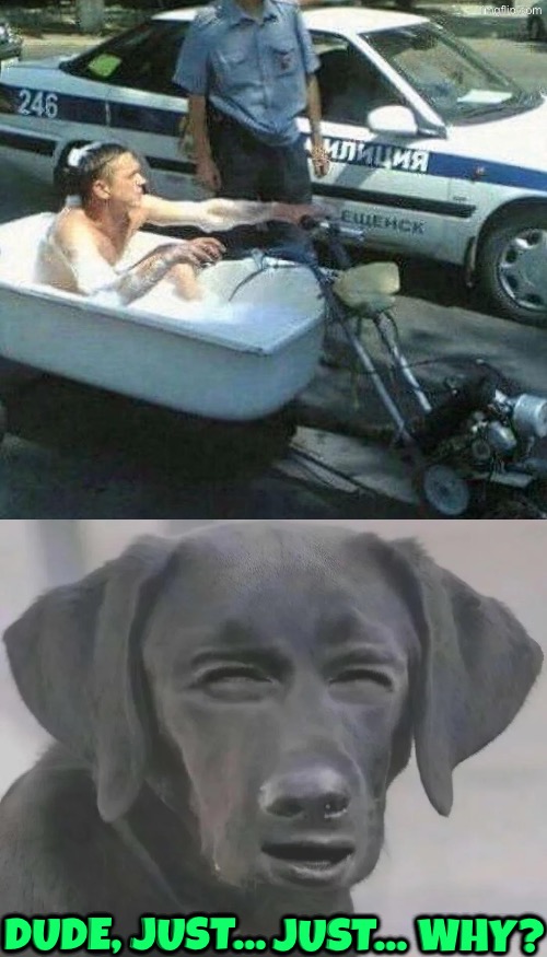 Just... Just Why | Dude, Just... Just... Why? | image tagged in just why,dude you're an idiot,what did i just see,cursed images,dogs,reactions | made w/ Imgflip meme maker