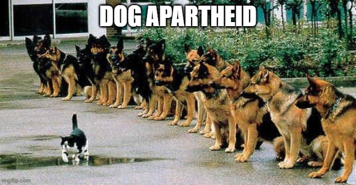 dogs and cat | dog Apartheid | image tagged in dogs and cat | made w/ Imgflip meme maker