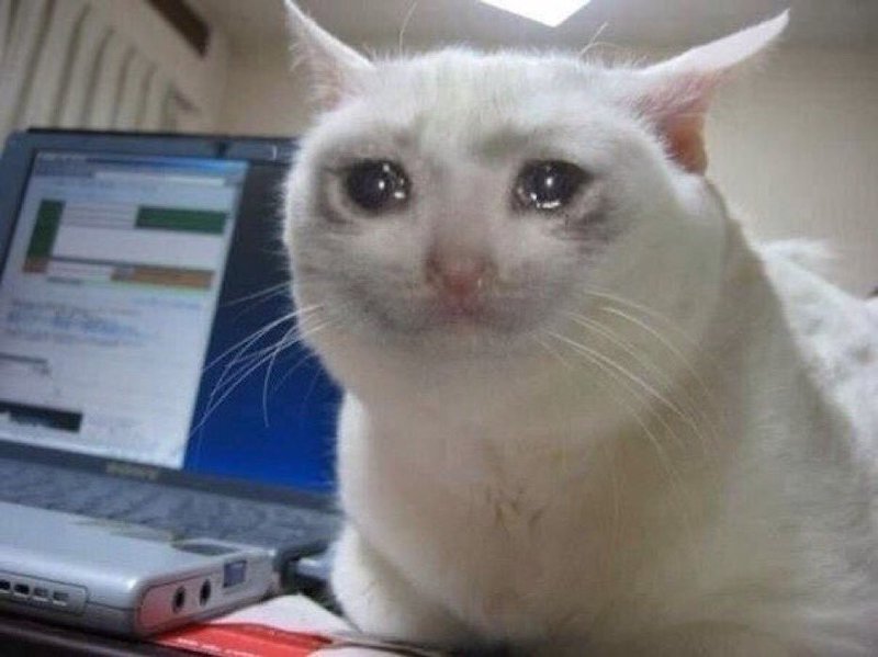 CRYING CAT Blank Meme Template