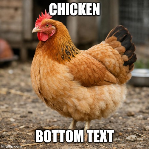 Chicken | Chicken; Bottom text | image tagged in chicken | made w/ Imgflip meme maker
