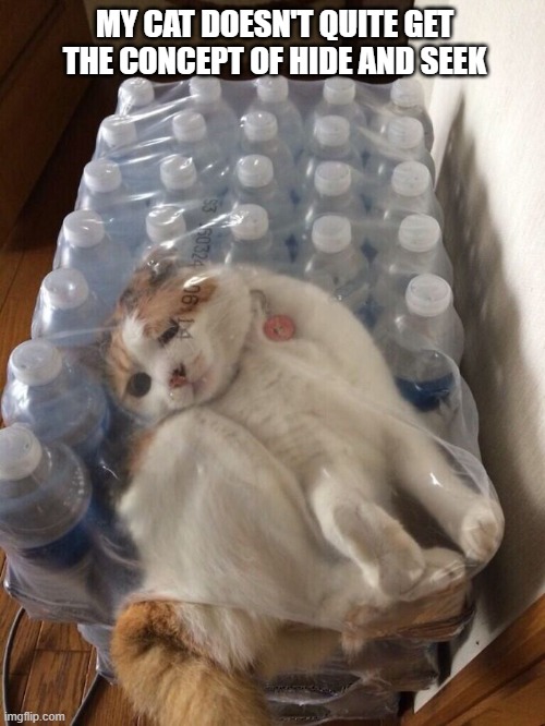 My cat doesn't quite understand hide and seek. | My cat doesn't quite get the concept of hide and seek | image tagged in cat,cute kittens,humor,funny,hide and seek,game | made w/ Imgflip meme maker