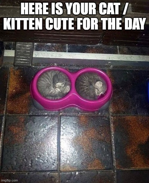 Here's your cute kitten / cat meme for the day. | here is your cat / kitten cute for the day | image tagged in cat,kittens,funny,humor,cute | made w/ Imgflip meme maker