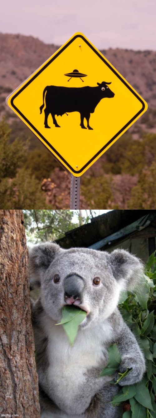 image tagged in memes,surprised koala | made w/ Imgflip meme maker