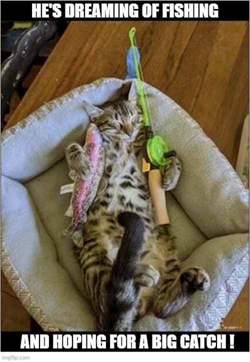 He's Got Plans ! | he's dreaming of fishing; and hoping for a big catch ! | image tagged in cats,dreaming,fishing | made w/ Imgflip meme maker