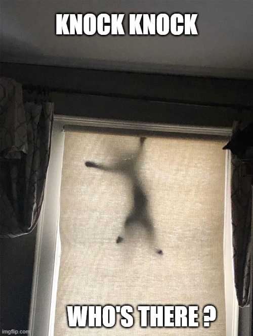 ( cat meme)   Q: Knock, Knock.   A: Who's there? | knock knock; who's there ? | image tagged in cat,kittens,funny,humor,knock knock,riddle | made w/ Imgflip meme maker