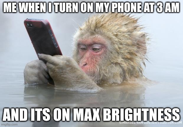 every night | Me when i turn on my phone at 3 am; and its on max brightness | image tagged in monkey mobile phone | made w/ Imgflip meme maker