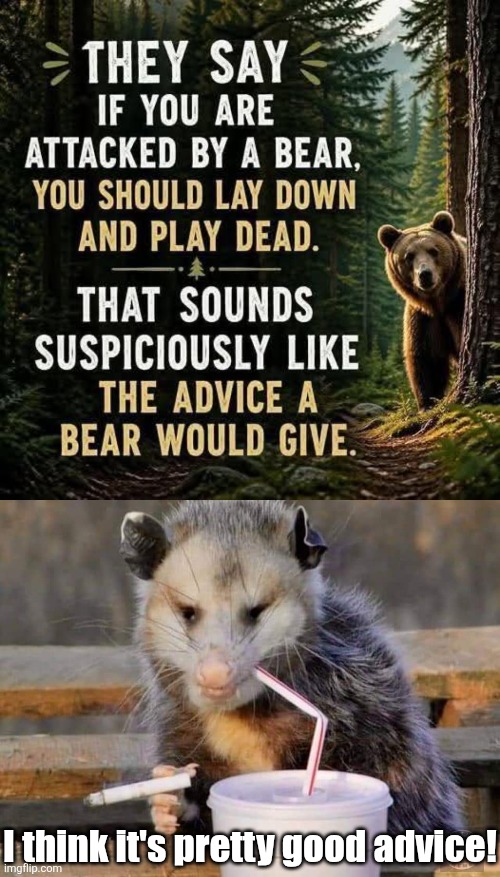Bear advice | I think it's pretty good advice! | image tagged in smoking possum,bear,advice,play,dead | made w/ Imgflip meme maker