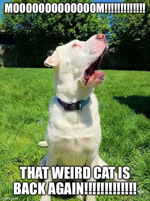 Aaaaaaaaaaaaahhhhhhhhhhhhh!!!!!!!!!!!!! | MOOOOOOOOOOOOOM!!!!!!!!!!!!! That weird cat is back again!!!!!!!!!!!!! | image tagged in screaming dog,dogs,dog,funny dogs,screaming,help | made w/ Imgflip meme maker