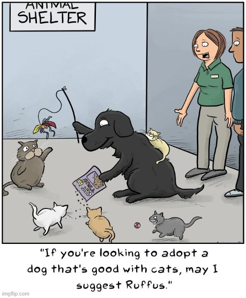 Cat Friendly Dog | image tagged in comics | made w/ Imgflip meme maker