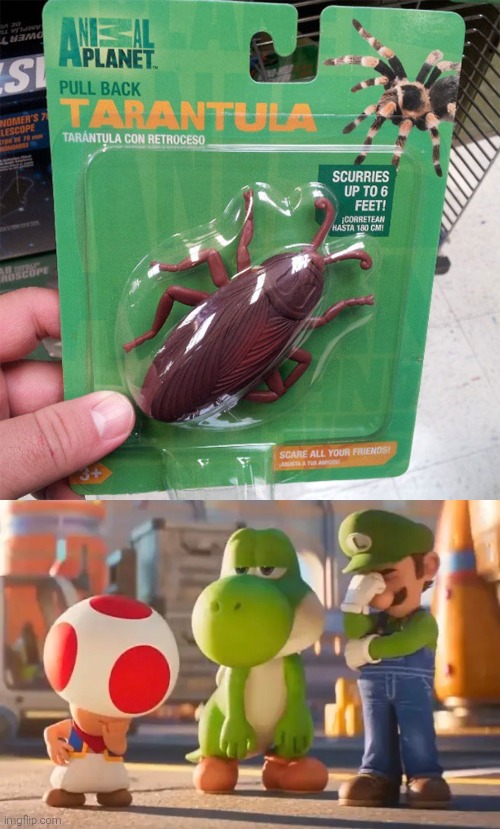 Oh, come on! | image tagged in tarantula,cockroach | made w/ Imgflip meme maker