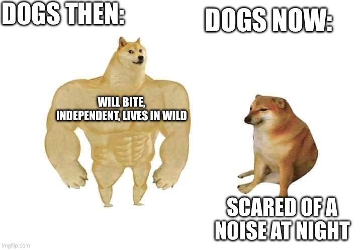 doge then and now | Dogs then:; Dogs now:; will bite, independent, lives in wild; Scared of a noise at night | image tagged in doge then and now | made w/ Imgflip meme maker