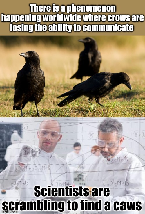 Murder Mystery | There is a phenomenon happening worldwide where crows are losing the ability to communicate; Scientists are scrambling to find a caws | image tagged in british scientists,crows,cause,caws,bad pun,eye roll | made w/ Imgflip meme maker