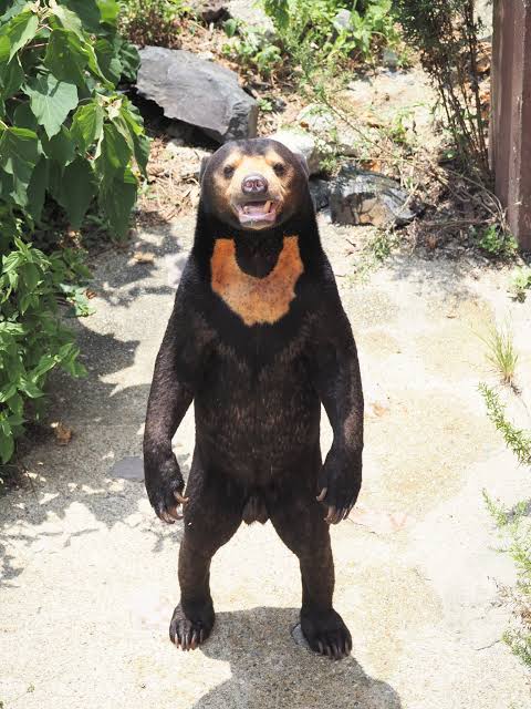 Sun bear Blank Meme Template