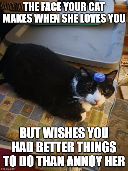 The face your cat makes when she loves you; But wishes you had better things to do than annoy her | image tagged in memes,cats,funny,annoying | made w/ Imgflip meme maker