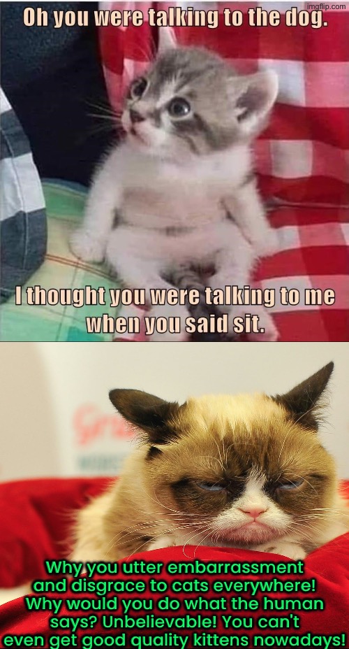You Can't Even Get Quality Kittens Nowadays | Why you utter embarrassment and disgrace to cats everywhere! Why would you do what the human says? Unbelievable! You can't even get good quality kittens nowadays! | image tagged in cats,grumpy cat,grumpy cat insults,cute kittens,just why,low quality | made w/ Imgflip meme maker
