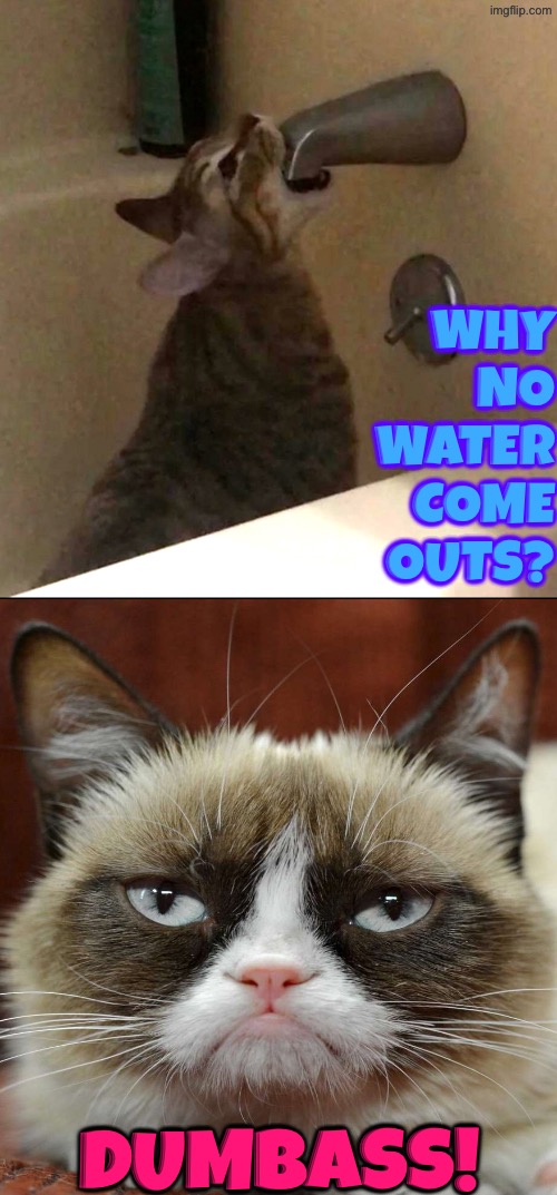 Why No Water? | Why no water come outs? Dumbass! | image tagged in cats,grumpy cat,grumpy cat insults,duhhh dumbass,do you are have stupid,funny cats | made w/ Imgflip meme maker