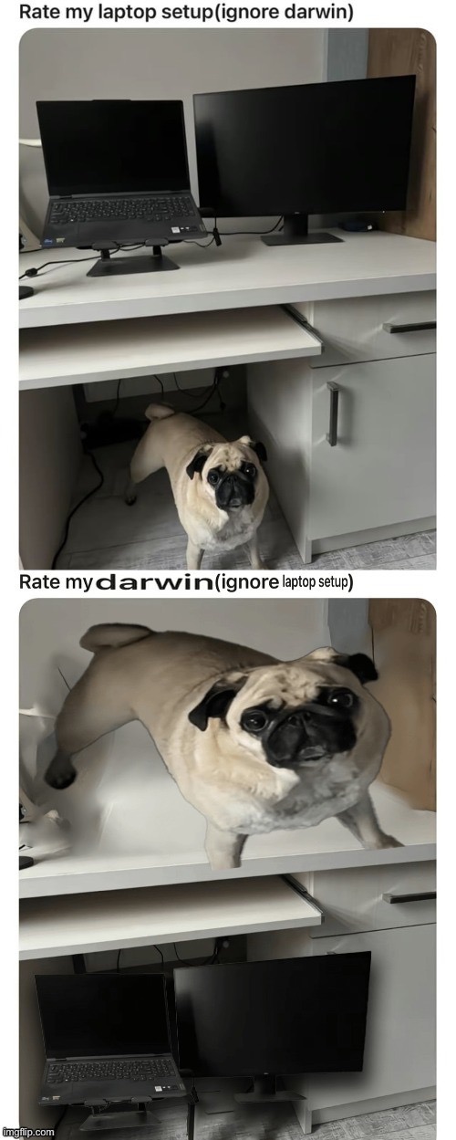 darwin | image tagged in darwin | made w/ Imgflip meme maker
