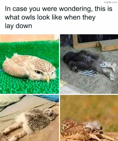 . | image tagged in memes,owls,real | made w/ Imgflip meme maker