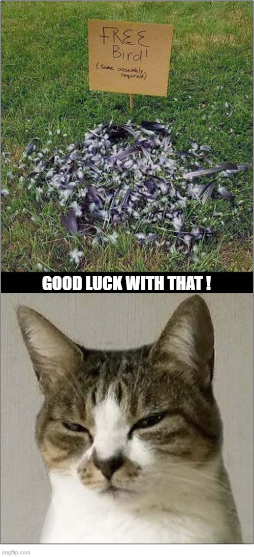 I Like A Challenge ! | good luck with that ! | image tagged in cats,dead bird,challenge | made w/ Imgflip meme maker