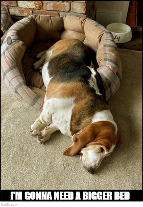 What Is He Dreaming About ? | I'm gonna need a bigger bed | image tagged in dogs,basset hound,dreaming,bed | made w/ Imgflip meme maker