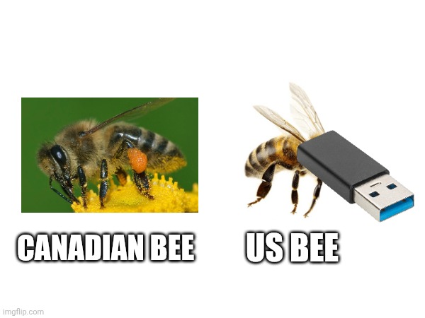 Canadian bee; Us bee | image tagged in canada,us,bees | made w/ Imgflip meme maker