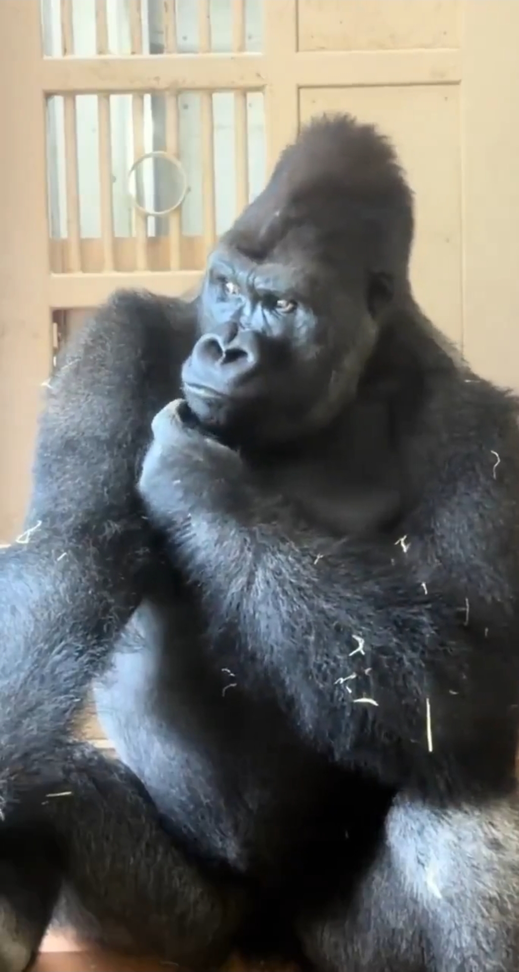 High Quality Japanese kiyomasa gorilla thinking Blank Meme Template