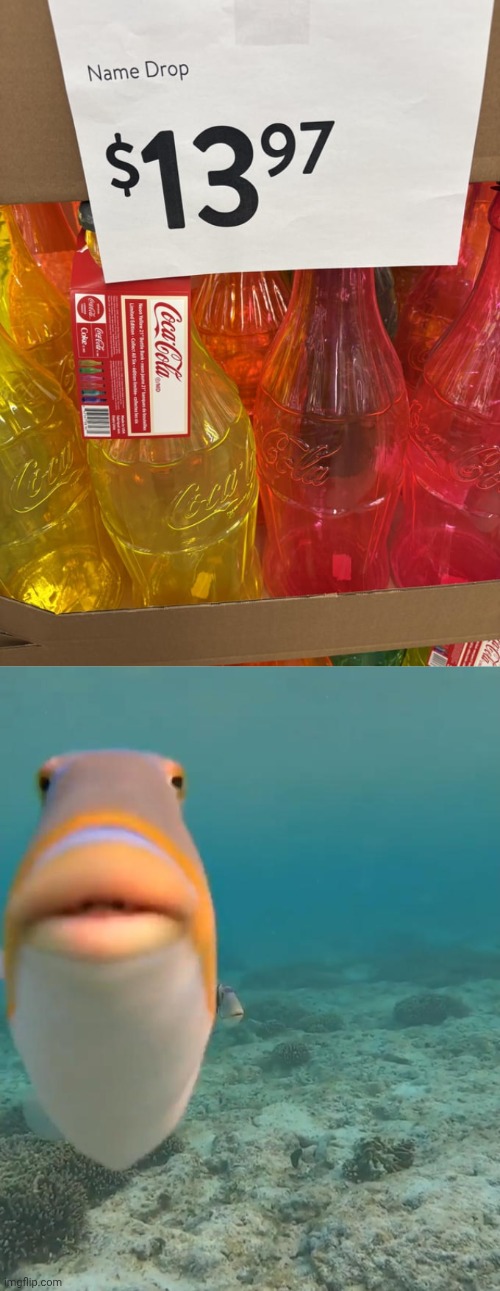 "Name Drop" | image tagged in staring fish,coca-cola,soda,coke,you had one job,memes | made w/ Imgflip meme maker